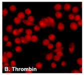 Signal Transduction